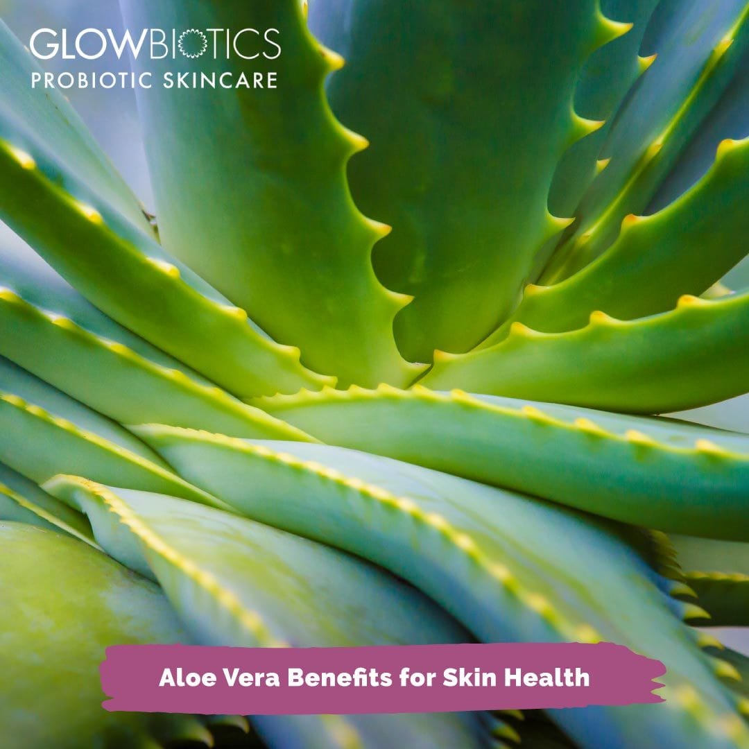 Aloe Vera Benefits for Skin Health